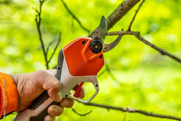 Obraz Garden work of spring. Farmer prunes and cuts shrubs in the garden with cordless shears or secateurs in spring. Man pruning with cordless secateurs. Spring cut tree close up.