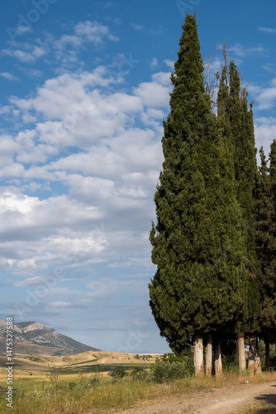 Fototapeta Vertical photo of a beautiful landscape with cypress trees. Mountains and blue cloudy sky in the background.