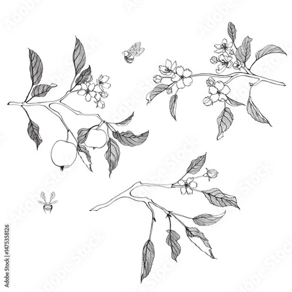 Obraz Line apple branch. Blooming branch of sakura apple tree with bee.