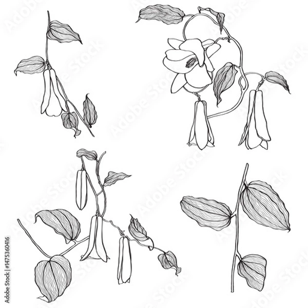 Obraz Lapageria. Vector illustration of line tropical Lapageria flowers with stem and leaves isolated on white background.