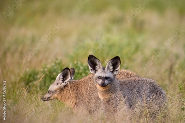 Fototapeta Bat-eared foxes (Otocyon megalotis) partly hidden in golden grass at Central Kalahari, Botswana. Ideal for: wildlife conservation, African mammals, natural camouflage scenes.