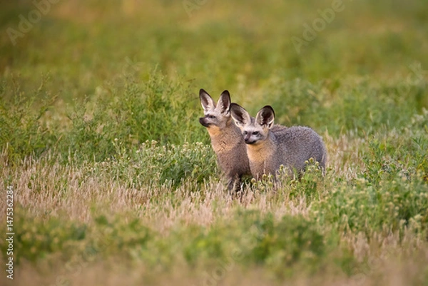 Fototapeta Bat-eared foxes (Otocyon megalotis) partly hidden in golden grass at Central Kalahari, Botswana. Ideal for: wildlife conservation, African mammals, natural camouflage scenes.
