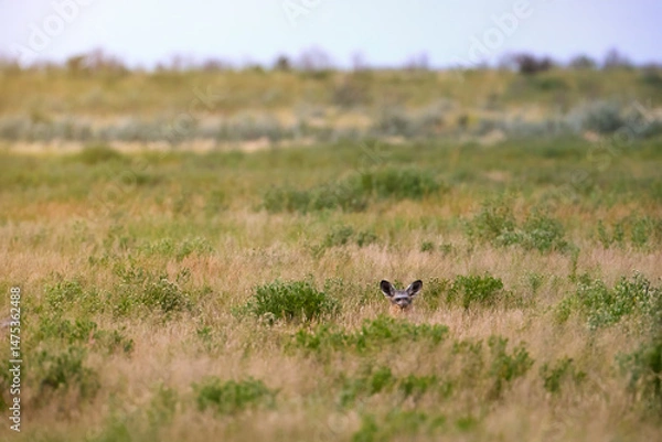 Fototapeta A solitary bat-eared fox (Otocyon megalotis) alert in evening light in savanna,  Central Kalahari Game Reserve, Botswana.  