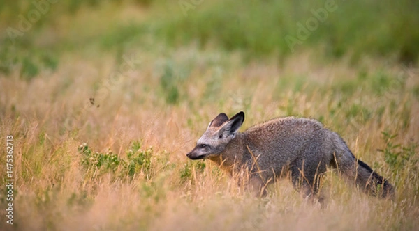 Fototapeta Bat-eared fox (Otocyon megalotis) sitting alert in golden savannah grass of Central Kalahari, Botswana. A rare close-up wildlife portrait with soft natural backlight and minimalism.