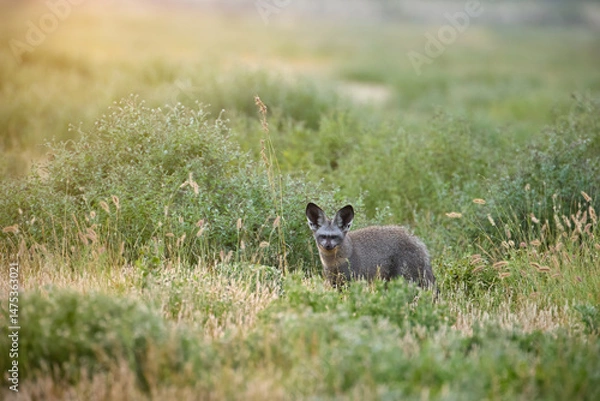 Fototapeta A solitary bat-eared fox (Otocyon megalotis) alert in evening light in savanna,  Central Kalahari Game Reserve, Botswana.  