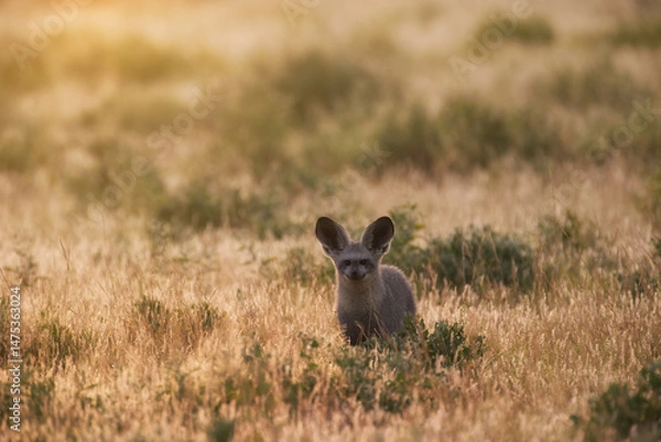 Fototapeta A solitary bat-eared fox (Otocyon megalotis) alert in evening light in savanna,  Central Kalahari Game Reserve, Botswana.  