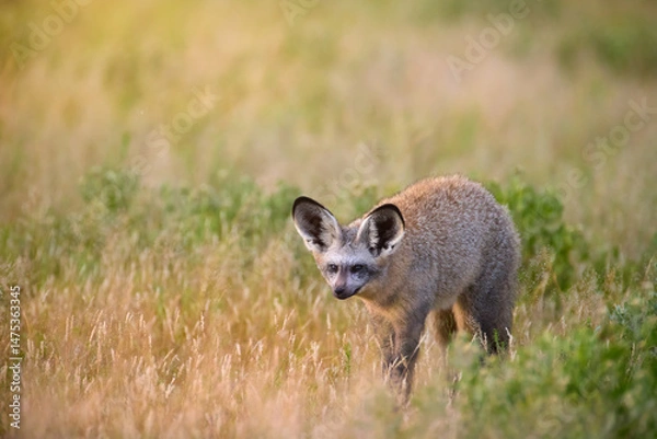 Fototapeta Bat-eared fox (Otocyon megalotis) sitting alert in golden savannah grass of Central Kalahari, Botswana. A rare close-up wildlife portrait with soft natural backlight and minimalism.