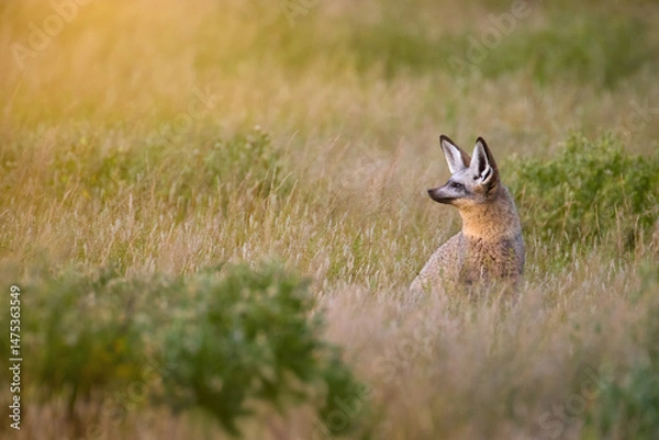 Fototapeta Bat-eared fox (Otocyon megalotis) sitting alert in golden savannah grass of Central Kalahari, Botswana. A rare close-up wildlife portrait with soft natural backlight and minimalism.
