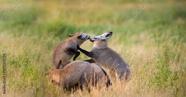 Fototapeta Bat-eared fox (Otocyon megalotis), cubs playing in grassy savanna of Central Kalahari at sunrise morning. Ideal for: African wildlife, endangered species, desert ecosystems, safari photography.