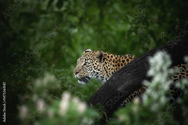 Fototapeta Leopard (Panthera pardus) stalking through dense green bush in Central Kalahari. Perfect for wildlife conservation themes, predator poster and safari photography. Colours: green, black, gold.