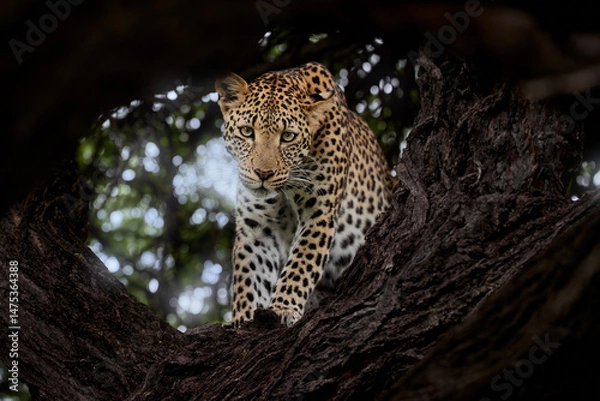 Fototapeta A wild leopard gazes intently from a tree branch in natural forest light. Ideal for: posters, wildlife conservation, safari visuals, and predator awareness. Green season, Central Kalahari, Botswana. 