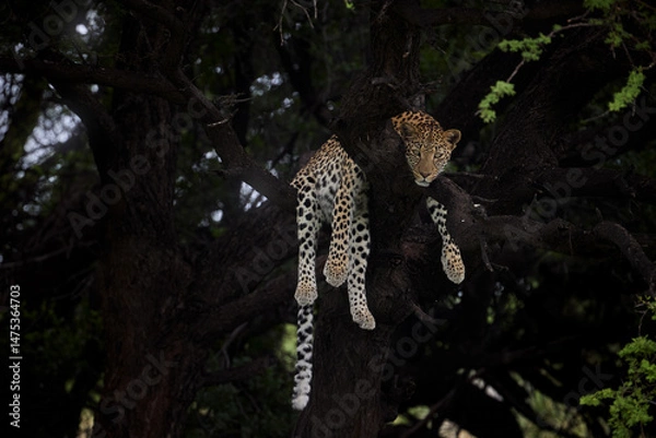 Fototapeta Leopardess - Panthera pardus rests languidly on a dark tree branch in golden light. Ideal for: Animal poster, wildlife conservation, African safari storytelling, and big cat photography. CKGR.