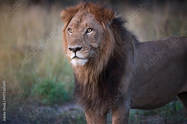 Fototapeta Close-up direct portrait of a male lion in the wilderness of Botswana. Ideal for: wildlife conservation themes, safari promotions, and editorial use. Colours: brown, tan, soft green.