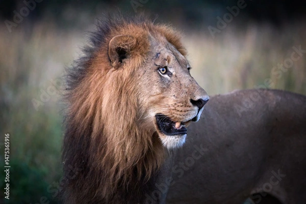 Fototapeta Close-Up, side Portrait of Male Lion in Natural Habitat, Botswana,  showcasing lion’s facial features and mane texture.
