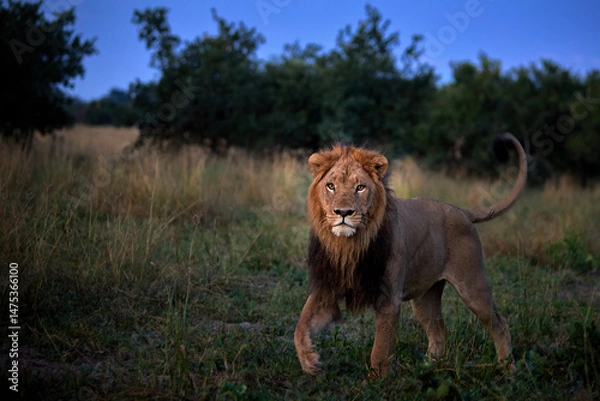 Fototapeta Powerful male lion walks through tall grass at dusk in Botswana's Okavango Delta. Eye contact. Ideal for: wildlife editorials, predator behavior, safari promotion. Colours: gold, green, shadowed blue.