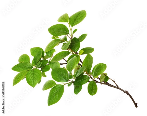 Fototapeta Closeup of green twig with fresh leaves isolated on white or transparent background