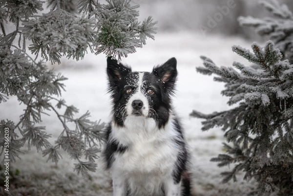 Fototapeta Adorable Border Collie Dog with Frozen Tree during Winter Season. Black and White Furry Pet with Conifer Tree Outside.