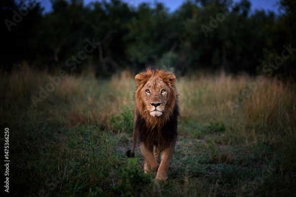 Fototapeta Powerful male lion walks through tall grass at dusk in Botswana's Okavango Delta. Eye contact. Ideal for: wildlife editorials, predator behavior, safari promotion. Colours: gold, green, shadowed blue.