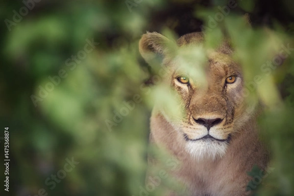 Fototapeta Lioness (Panthera leo) hiding behind green foliage, staring intently in the wild. Close up Portrait.  Ideal for: African wildlife, safari adventures, big cat conservation, nature photography.
