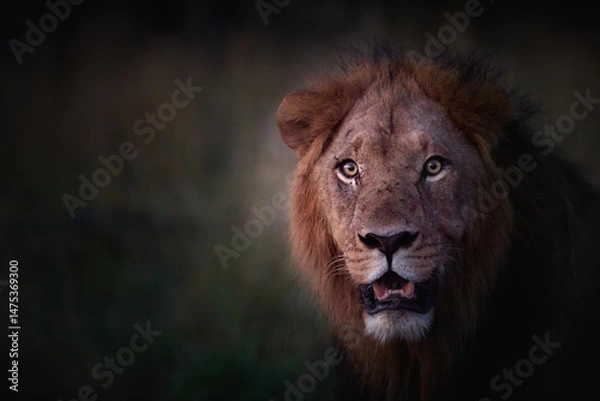 Fototapeta Close-up portrait of a majestic male lion (Panthera leo) in dramatic light at dusk, Okavango Delta, Botswana. Ideal for: African wildlife, big cats, conservation themes, safari photography.