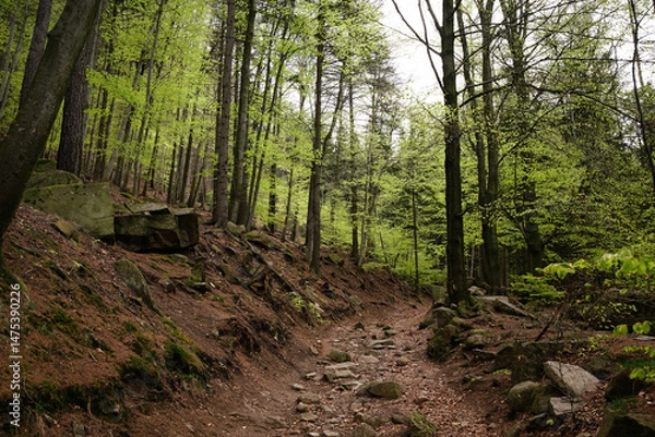Obraz Charming forest path in a beech forest during spring