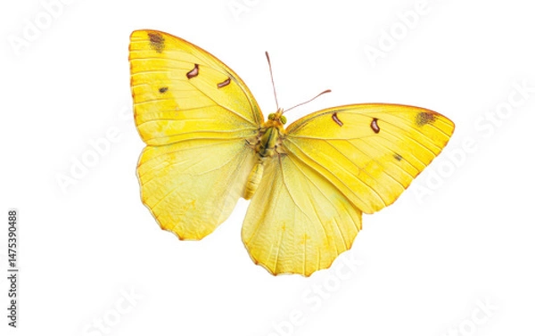 Obraz Yellow butterfly isolated on white or transparent background