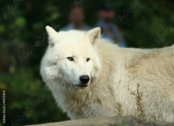 Fototapeta white wolf