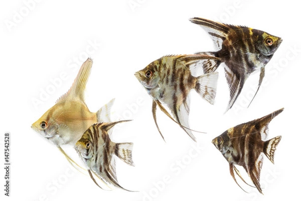 Fototapeta Angelfish (Pterophyllum) isolated on white background