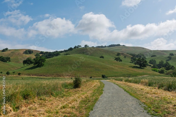 Fototapeta A gravel path winds through green rolling hills at Coyote Lake - Harvey Bear Ranch County Park, with scattered oak trees and a bright blue sky filled with soft clouds