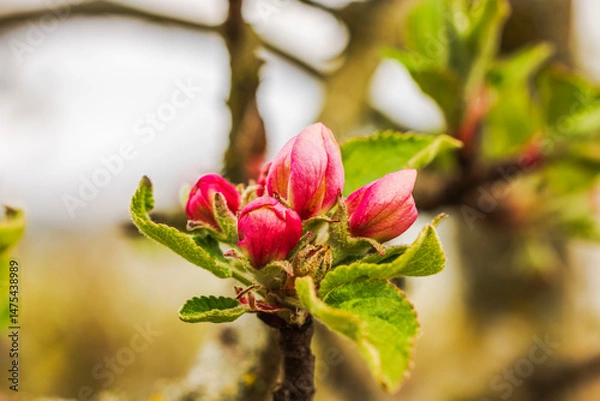 Fototapeta Close up view of pink apple tree  and green leaves on branch during early spring blooming period. Sweden.