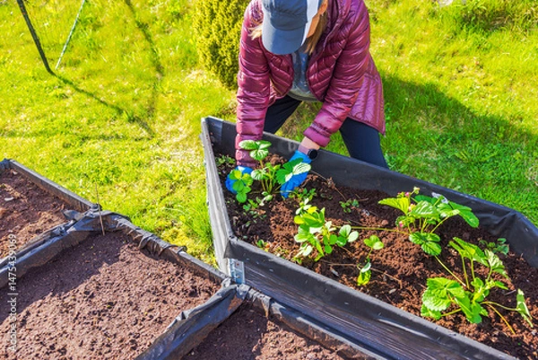 Fototapeta Woman planting strawberry seedlings in raised garden bed with rich soil on sunny spring day in backyard. Sweden.