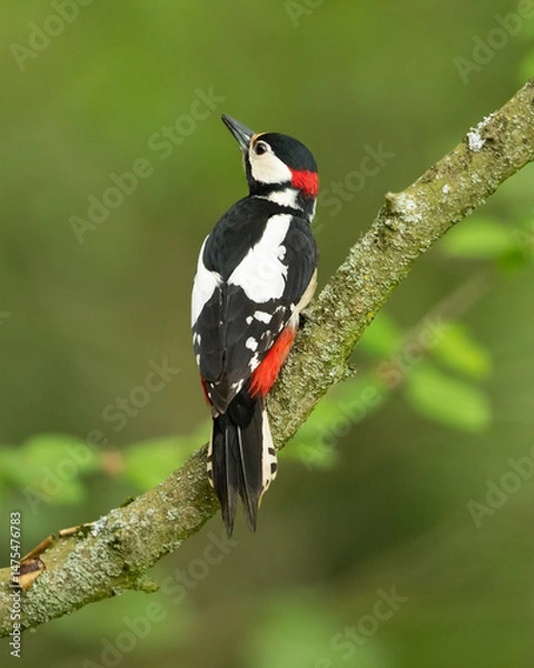 Fototapeta Great spotted woodpecker (Dendrocopos major) is a medium-sized woodpecker with pied black and white plumage and a red patch on the lower belly.
