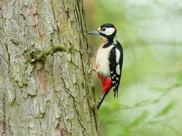 Obraz Great spotted woodpecker (Dendrocopos major) is a medium-sized woodpecker with pied black and white plumage and a red patch on the lower belly.