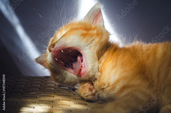 Obraz Yawning Orange Kitten in Morning Light on Wicker Mat

