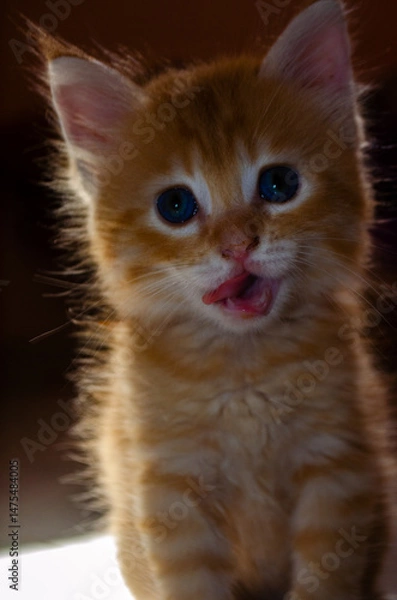 Obraz Surprised Ginger Kitten with Tongue Out in Warm Light

