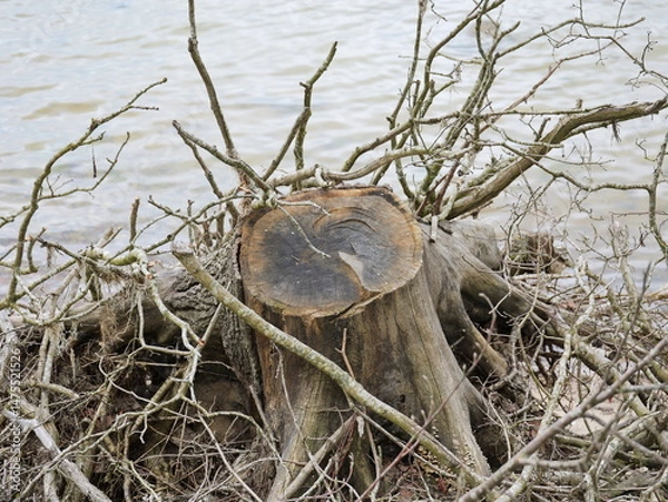 Obraz Exposed tree root on cliffside reveals erosion and nature’s force.
