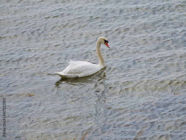 Obraz A swan floats gently across the sparkling Bodden water. A quiet, elegant scene.