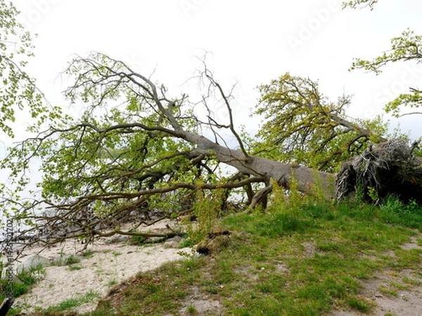 Obraz Fresh coastal break at Greifswald Bodden. Fallen trees lie in the water. A sign of erosion and climate impact.