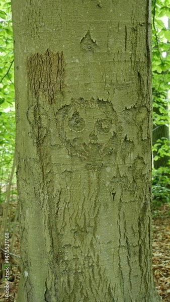 Obraz Old carvings in bark tell stories. The tree bears scars for life.