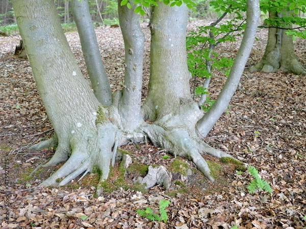 Obraz A rare five-trunk beech tree with shared root in the forest.