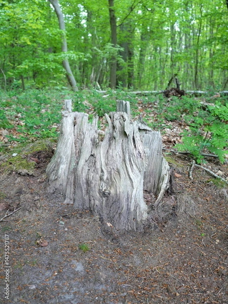 Obraz Tree stump rots in the forest. Microorganisms, insects and fungi are the basis of life.