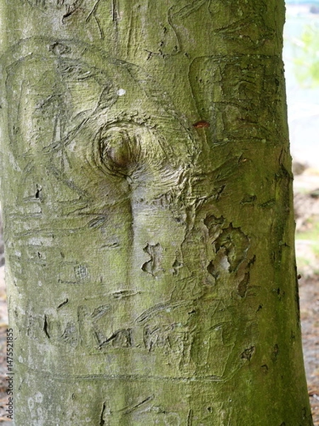 Obraz Old carvings in bark tell stories. The tree bears scars for life.