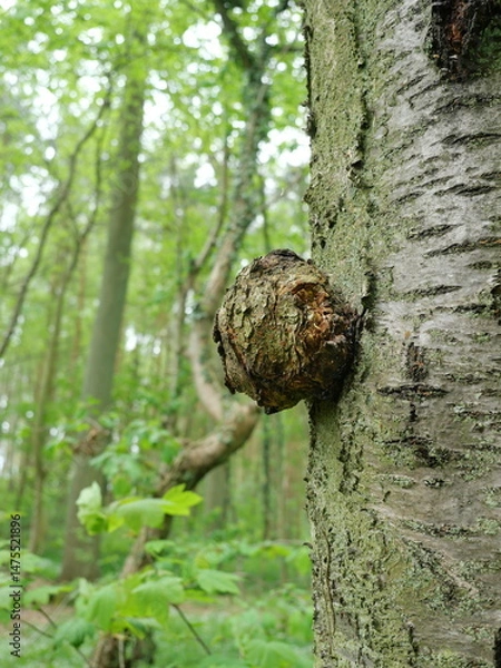 Obraz Tree burl on trunk with wild grain. Loved in woodcraft. Naturally grown deformation.