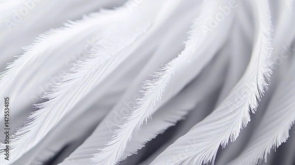 Fototapeta Soft White Feathers CloseUp.