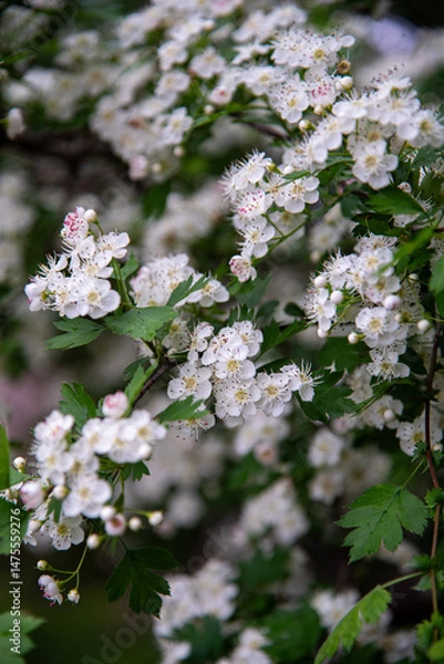 Fototapeta Hawthorn (Crataegus) in blossom. Lots of small white flowers in big clusters, spring close up. 