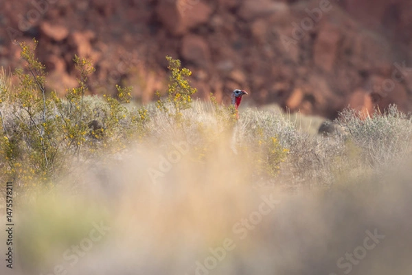 Fototapeta A wild turkey raises its head above the flowering creosote bushes and sagebrush, checking to see if there's any danger nearby on a sunny spring day in Confluence Park, Hurricane, UT USA. 