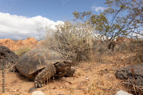Fototapeta Wide angle photo of a Mojave Desert Tortoise on a spring day in the desert of Confluence Park, Southern Utah USA with red sand, black rocks and desert bushes, rugged sandstone ridge and white clouds.