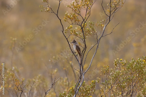 Fototapeta An Ash Throated Flycatcher perches in a flowering creosote bush in overcast light on a spring day in the desert environment of Confluence Park, Southern Utah USA. 