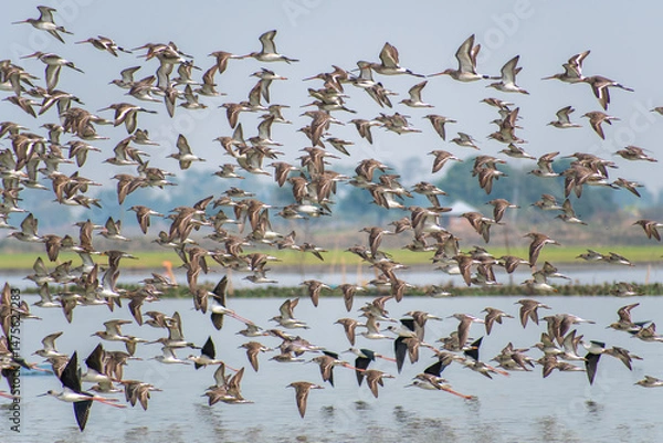 Obraz A flock of Sandpiper birds in synchronized flight over a calm natural lake, their reflections mirrored in the water, capturing the essence of freedom, nature, and peaceful wilderness