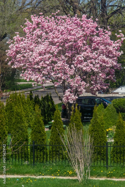 Fototapeta A beautiful magnolia tree in full bloom in the front yard of a house